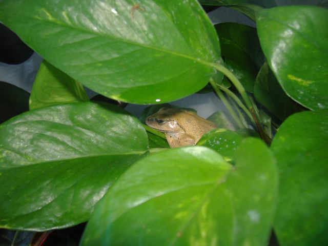 Gold tree frog