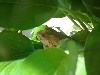 Gold tree frog