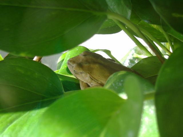 Gold tree frog