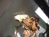 Gold tree frog