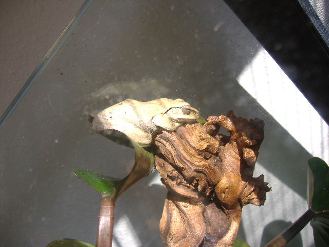 Gold tree frog