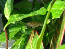 Gold tree frog