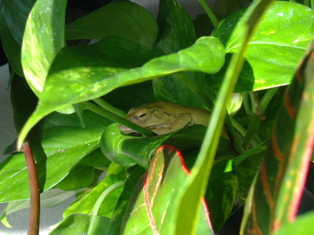 Gold tree frog