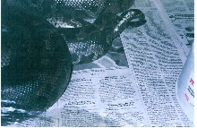 BLACK BLOODS BREEDING