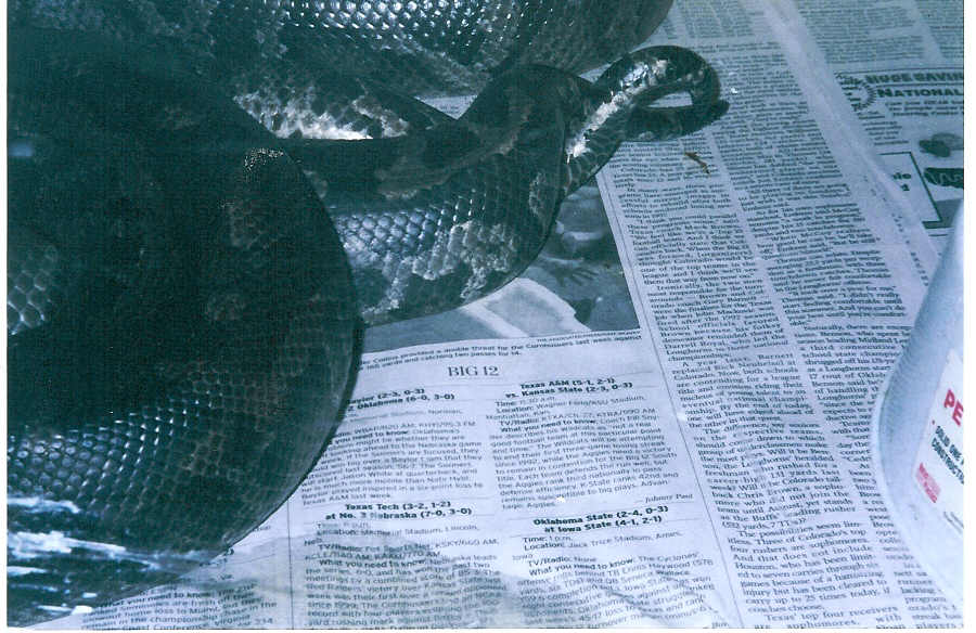 BLACK BLOODS BREEDING