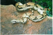 BOA C. LONGICAUDA FEMALE