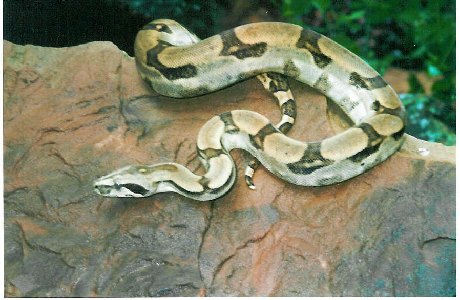 BOA C. LONGICAUDA FEMALE