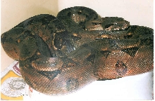 ROATAN ISLAND BOA