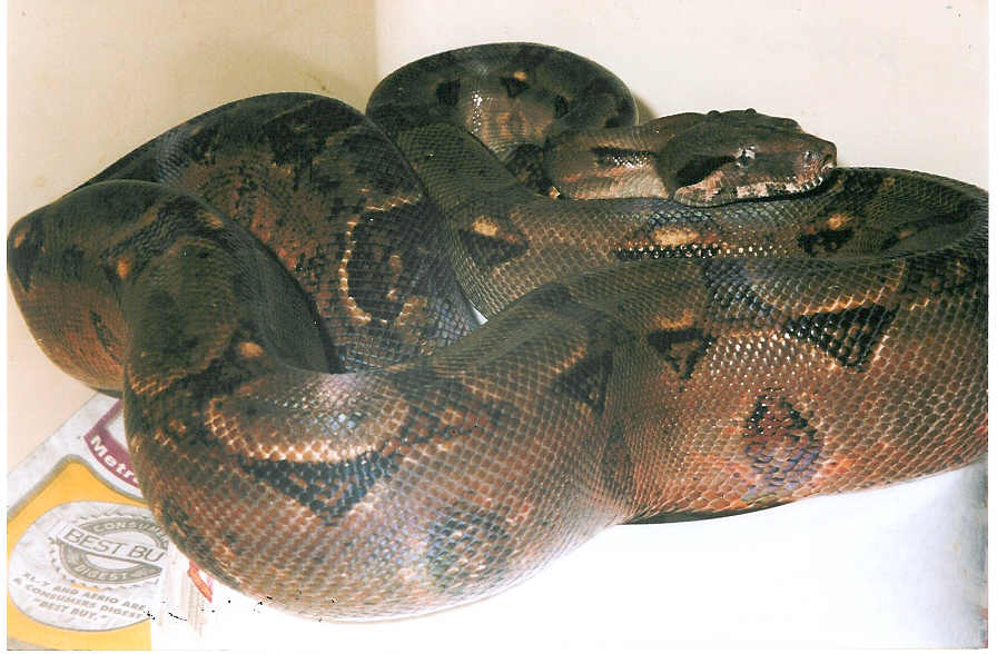 ROATAN ISLAND BOA