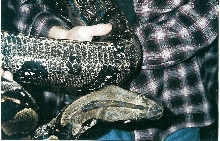 BOA C. MALENOGASTER