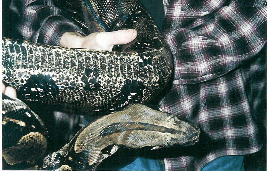 BOA C. MALENOGASTER