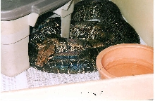 CB OROPHIAS