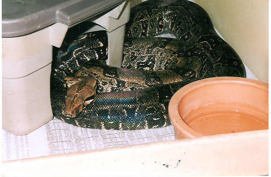 CB OROPHIAS