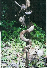 WC BOA C. OROPHIAS