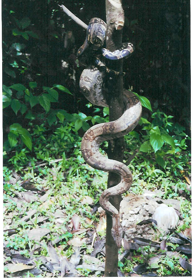 WC BOA C. OROPHIAS