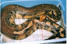 1997 Karl Krumke Borneo