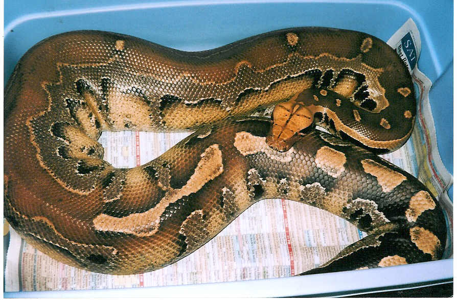 1997 Karl Krumke Borneo