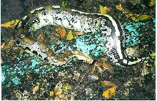 1998 TIM MEAD BORNEO MALE