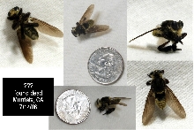 Bee? or not a Bee?
