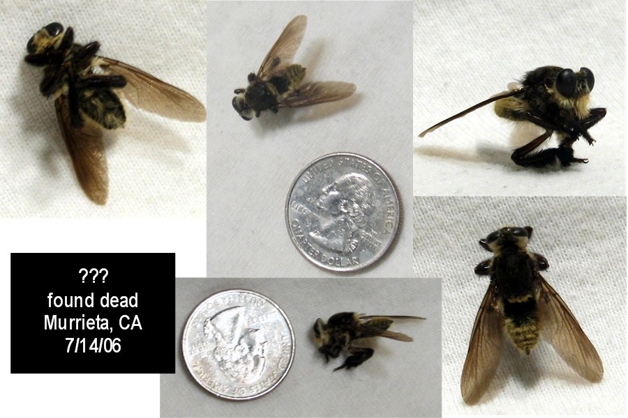 Bee? or not a Bee?