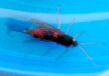 Unknown Hornet?