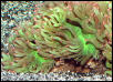 Saltwater - Austin Aquariums