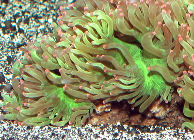 Saltwater - Austin Aquariums