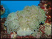 Saltwater Photos