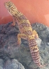HRH poses, thinning tail :(