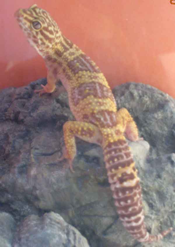 HRH poses, thinning tail :(