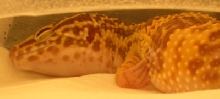 Dreaming of crickets