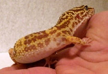 Climb the human