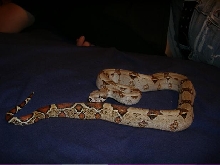miller genuine boa draft