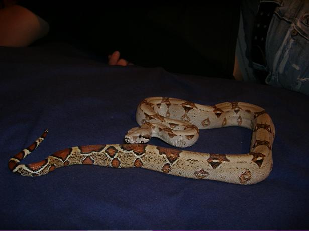 miller genuine boa draft