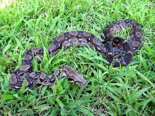 Onyx,Central RedTail