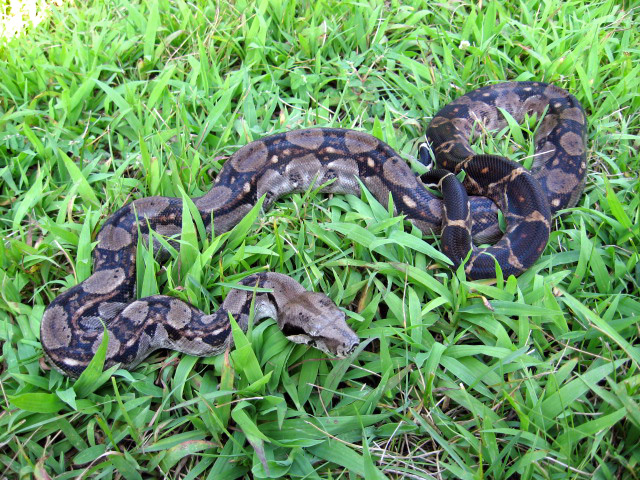 Onyx,Central RedTail