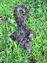 Onyx,Central RedTail