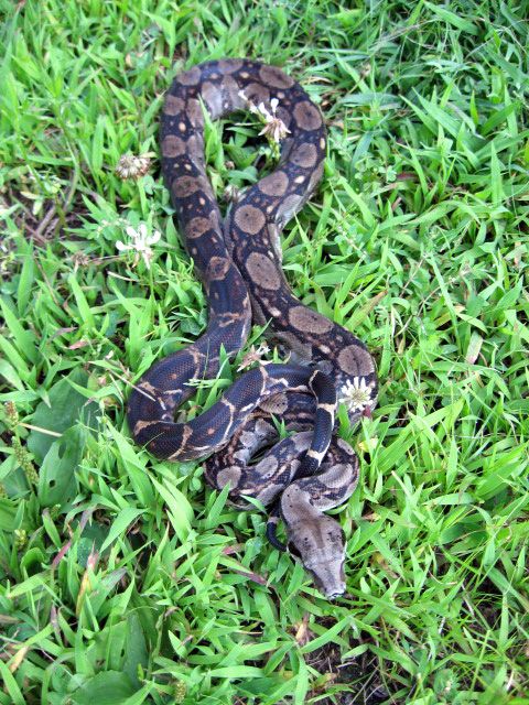 Onyx,Central RedTail
