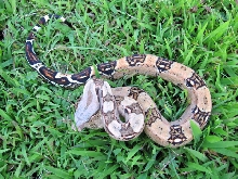 Pastel/High Pink Columbian Boa