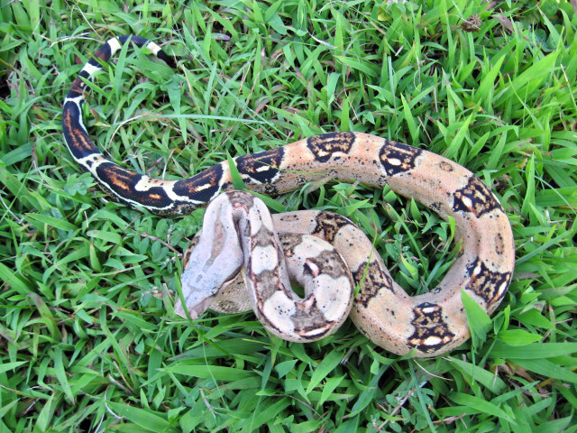 Pastel/High Pink Columbian Boa