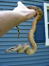 Pastel/High Pink Columbian Boa