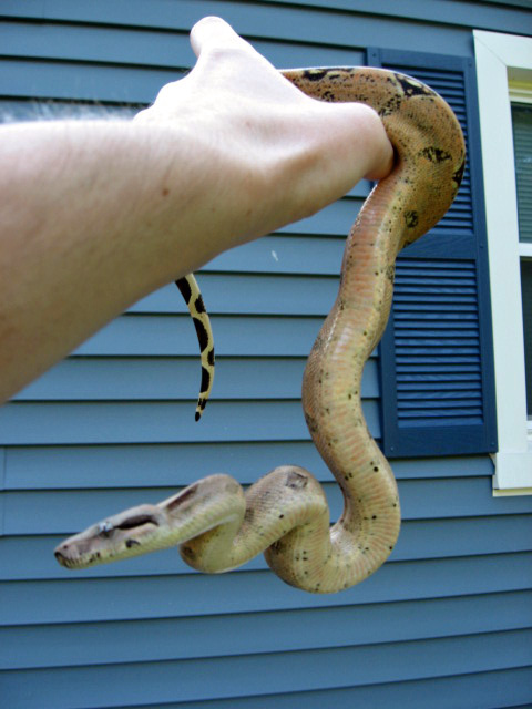 Pastel/High Pink Columbian Boa