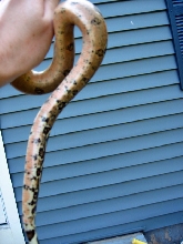 Pastel/High Pink Columbian Boa