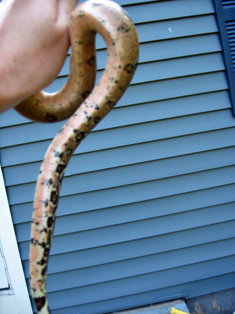 Pastel/High Pink Columbian Boa