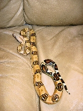 Pastel/High Pink Columbian Boa