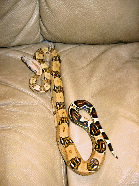 Pastel/High Pink Columbian Boa