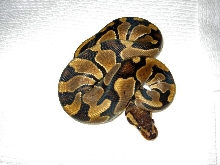 Banded/Clear Belly Ball