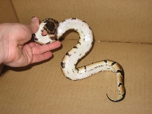 Banded/Clear Belly Ball