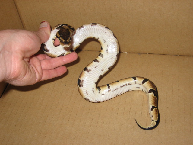 Banded/Clear Belly Ball