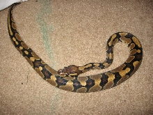 Banded/Clear Belly Ball